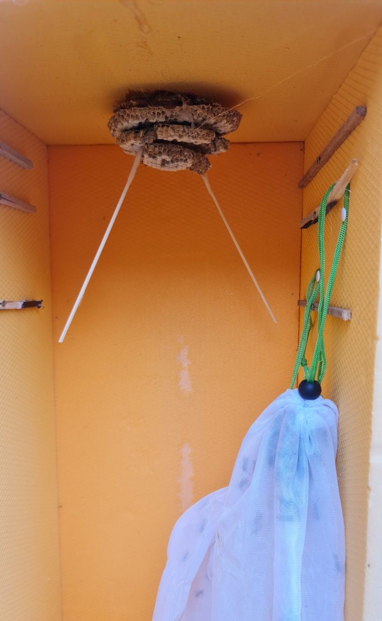 Umgesiedeltes Wespennest in Umsiedelungskasten Hängendes Netz in einer gelben Ecke mit einem kleinen Nest darüber.