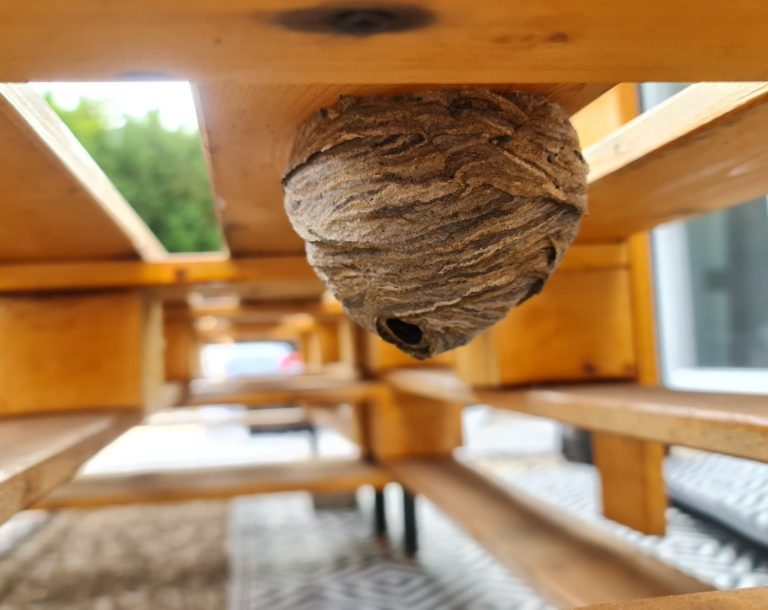 Wespennest der Sächsischen Wespe unter Palettenmöbeln Wespennest hängt unter einem Holztisch, mit Holzlatten im Hintergrund.