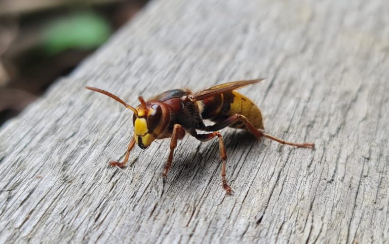 Nahaufnahme einer Hornisse auf Holzoberfläche.