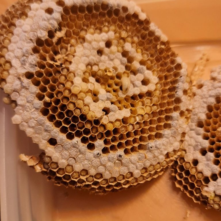 Brutzellen der Wespen Waben im Wespennest mit sechseckigen Zellen in verschiedenen Farbtönen.