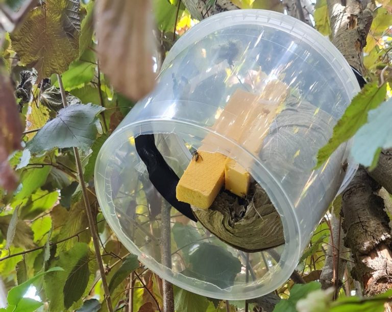 Umgesiedeltes Wespennest in Schwerte Ein transparenter Behälter mit einem Holzblock hängt in einem Baum.