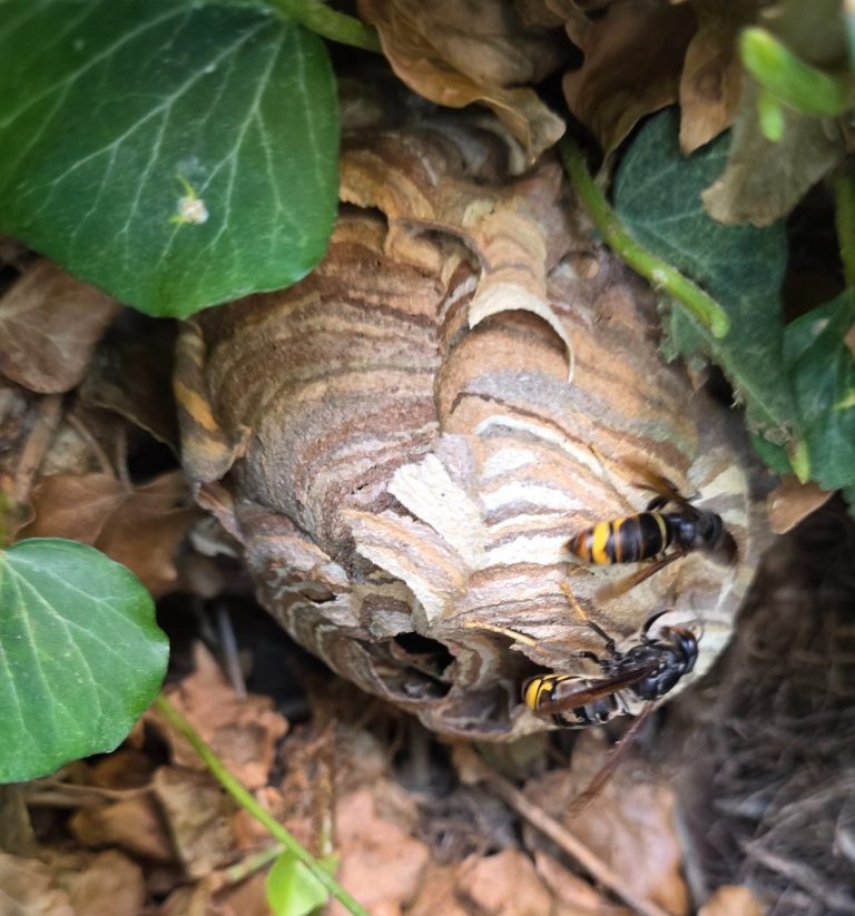 Primärnest Vespa Velutina Ein Wespennest hängt zwischen grünen Pflanzen und Ästen in der Natur.