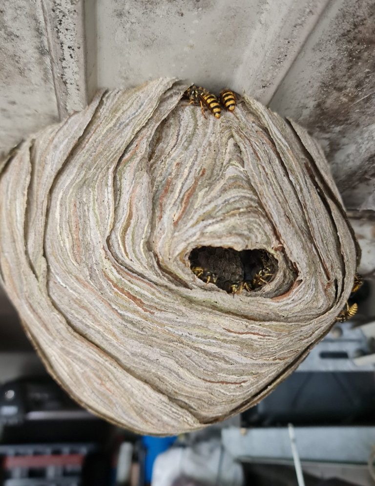Nest der Sächsischen Wespe am Garagentor Wespennest mit mehreren Wespen an einer Holzdecke, ovale Öffnung sichtbar.