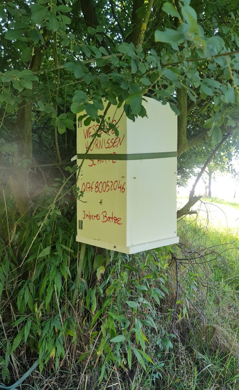 Umgesiedeltes Wespennest in Umsiedelungskasten Hängendes Netz in einer gelben Ecke mit einem kleinen Nest darüber.