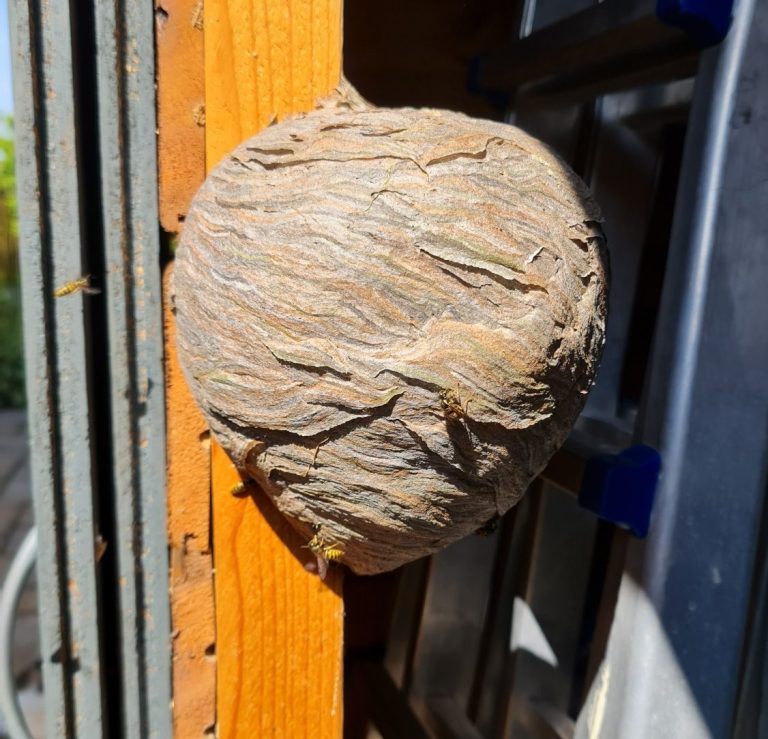 Nest der Sächsischen Wespe an einer Gartenhütte Wespennest mit einer runden, grauen Oberfläche, angeheftet an einer Holzstruktur.