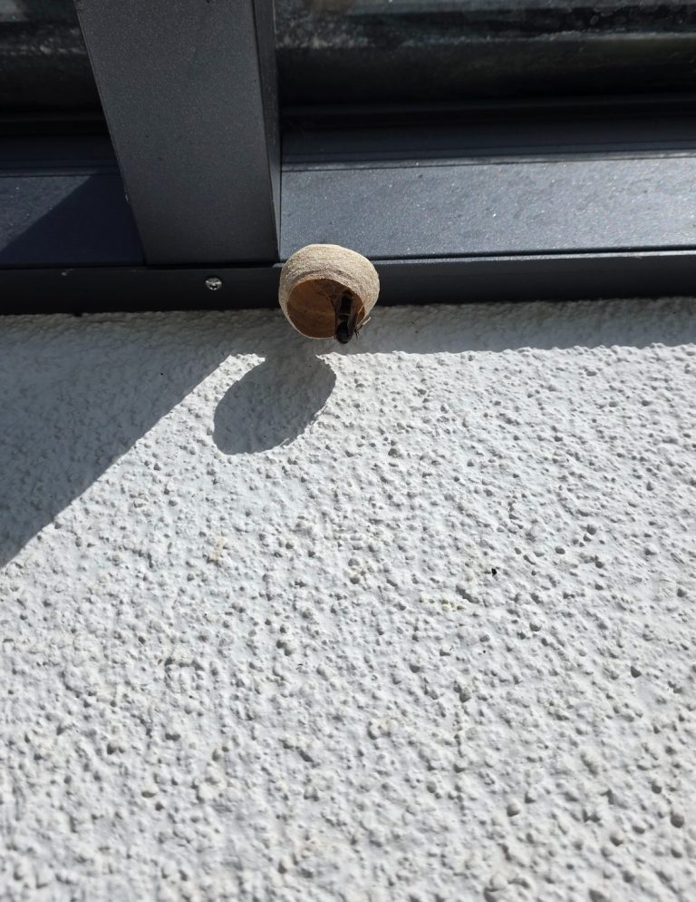 Embryonalnest unter einer Terrassenüberdachung