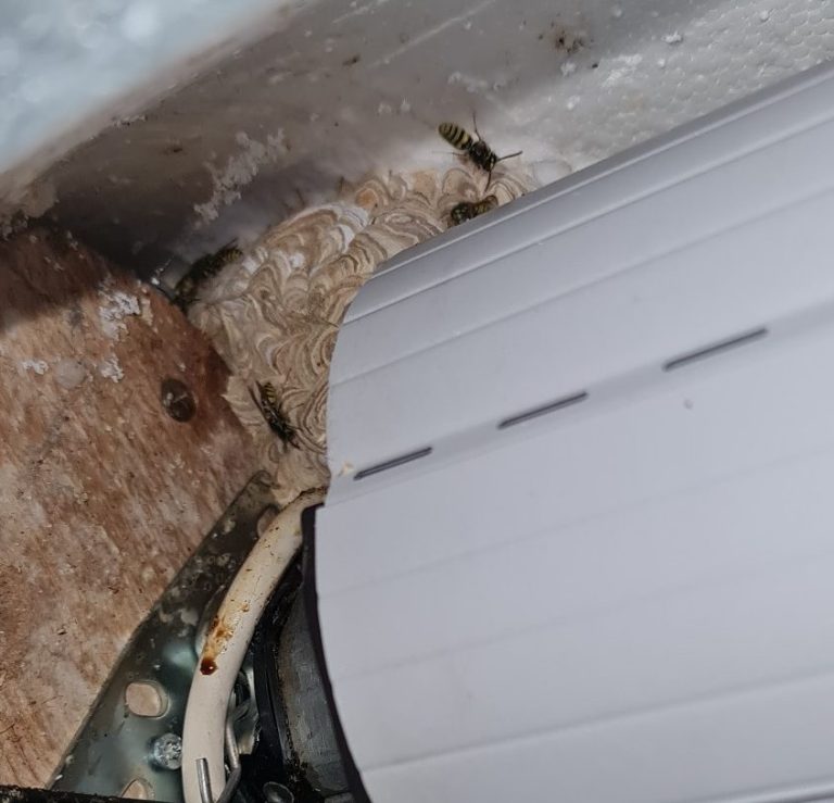 Wespennest im Rolladenkasten in Schwerte Rolladen in einem engen Raum, umgeben von Holz und Schmutz.