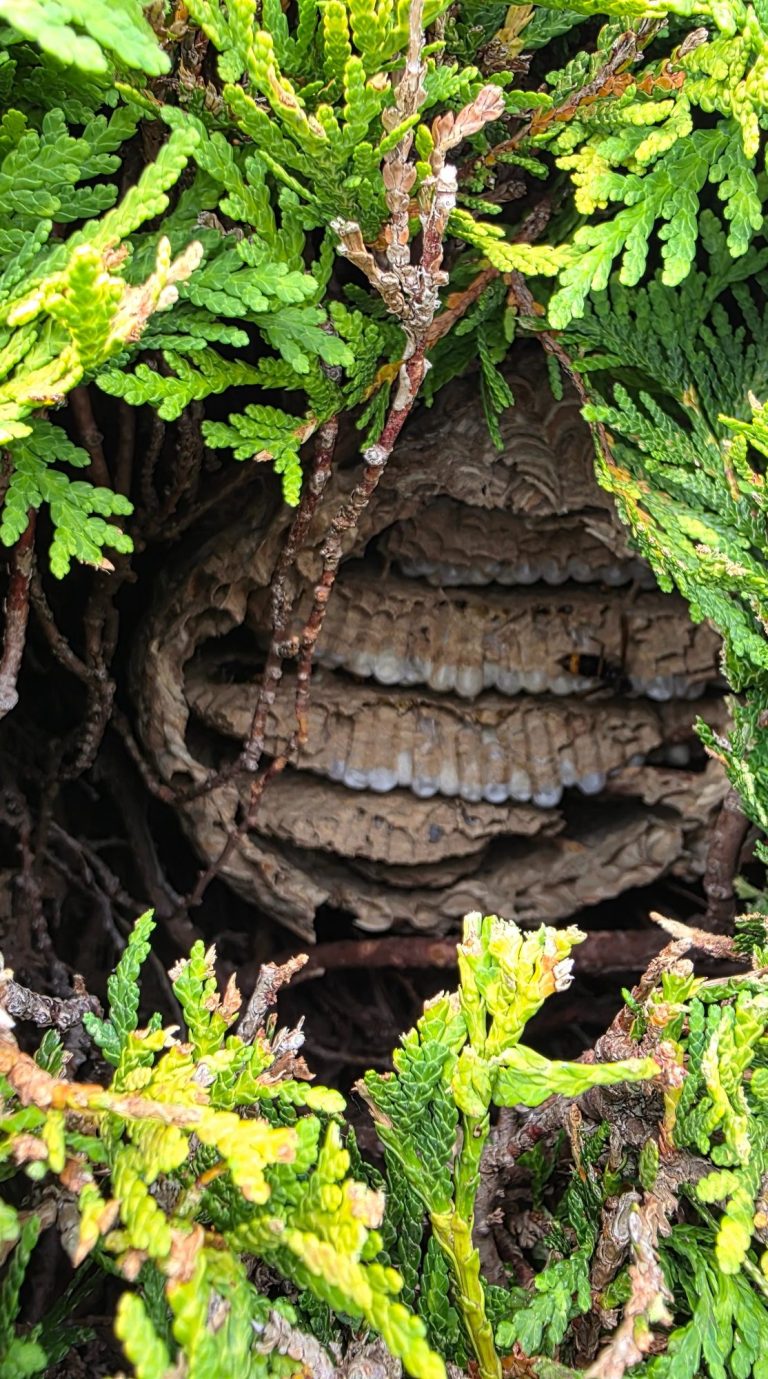 Nest in einer Hecke