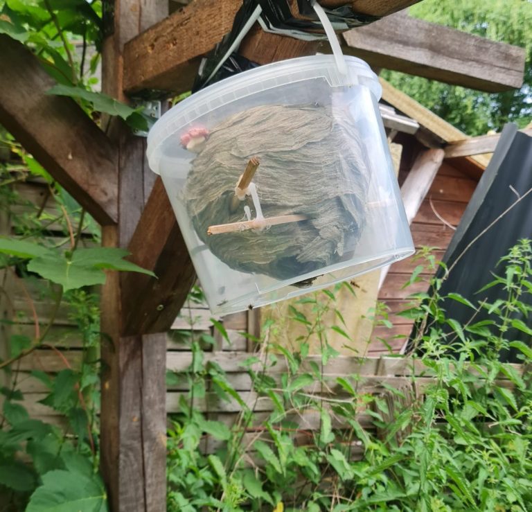 Umgesiedeltes Wespennest der Sächsischen Wespe Ein durchsichtiger Eimer hängt an einem Rahmen, umgeben von grünen Pflanzen.