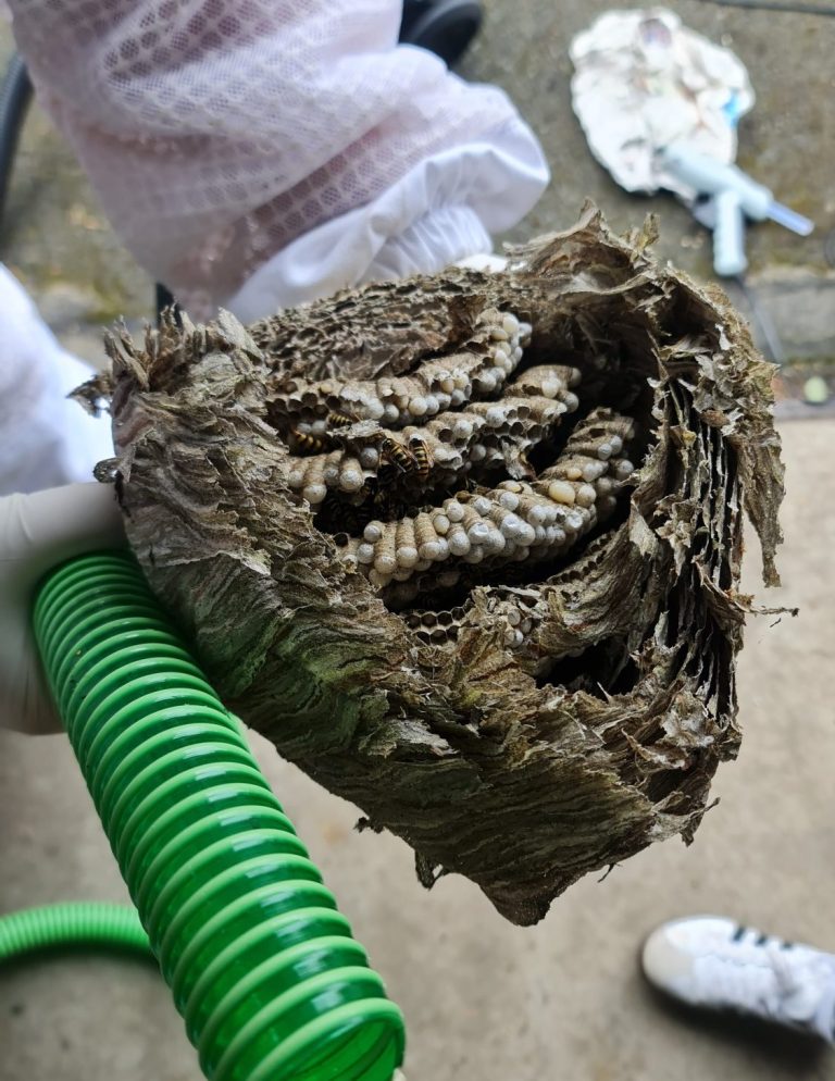Bick auf das Innere eines Wespennestes Wespennest mit sichtbaren Larven in einer Hand gehalten.