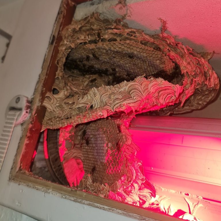Brutzellen der Wespen Waben im Wespennest mit sechseckigen Zellen in verschiedenen Farbtönen.