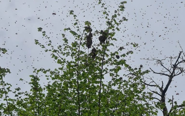Eine Baumkrone mit vielen kleinen fliegenden Insekten und grauem Himmel im Hintergrund.