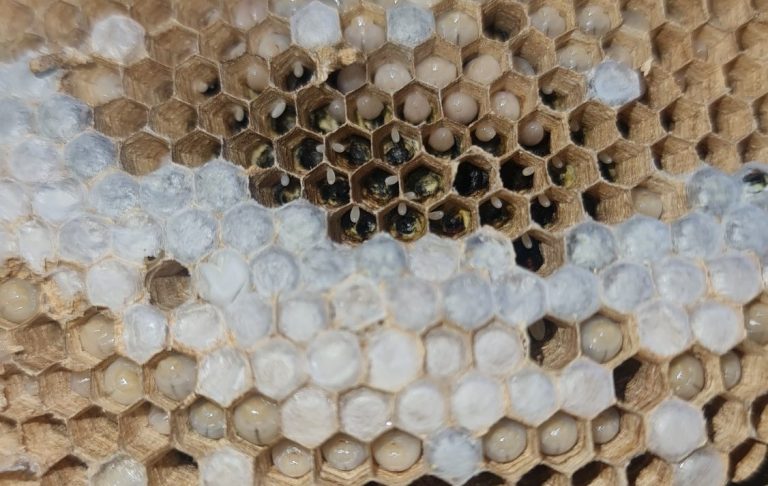 Brut im Wespennest Nahaufnahme einer Wabe mit hellen und dunklen Hexagonen, einige Zellen sind gefüllt.