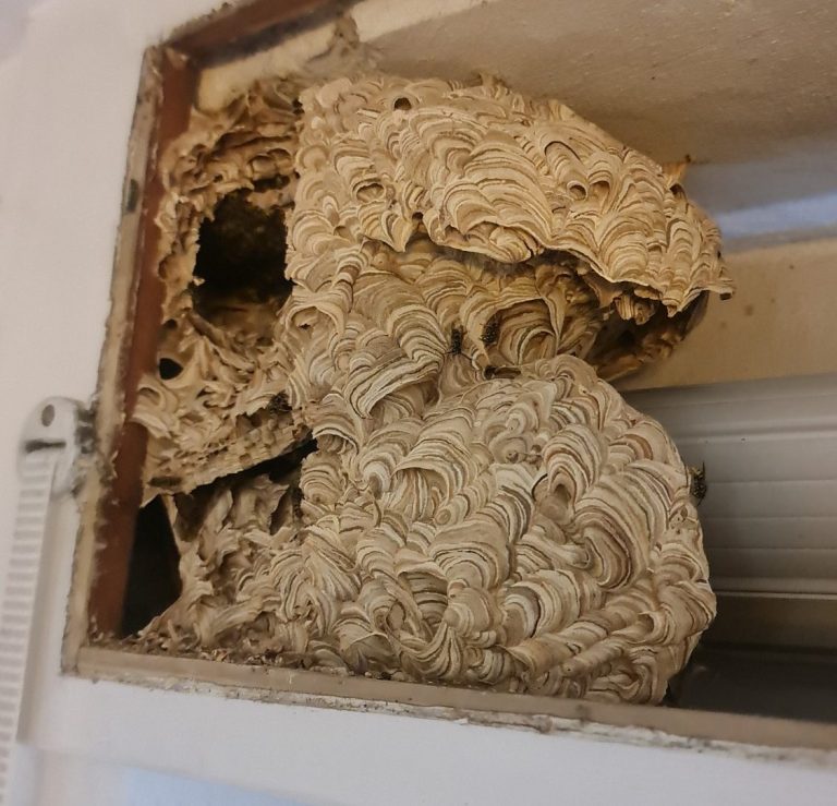 Wespennest im Rolladenkasten in Schwerte Rolladen in einem engen Raum, umgeben von Holz und Schmutz.